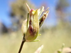 Cordylanthus ramosus