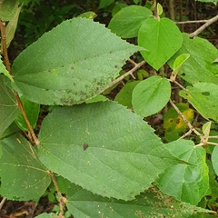 Helicteres baruensis