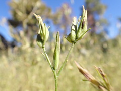 Cordylanthus ramosus
