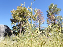 Cordylanthus ramosus