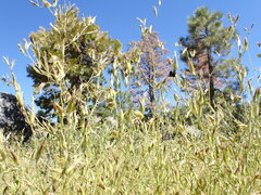 Cordylanthus ramosus