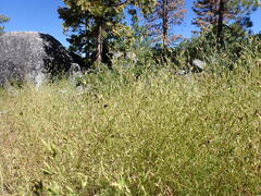 Cordylanthus ramosus