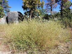 Cordylanthus ramosus