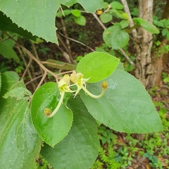 Helicteres baruensis