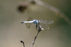 Brachydiplax denticauda