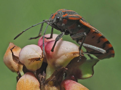 Spilostethus rivularis