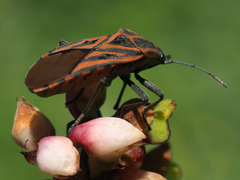 Spilostethus rivularis