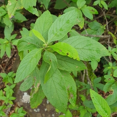 Helicteres baruensis