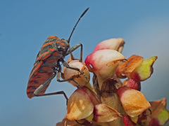 Spilostethus rivularis