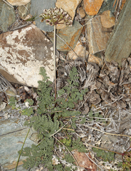 Cymopterus aboriginum