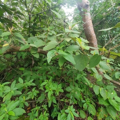 Helicteres baruensis