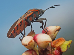 Spilostethus rivularis