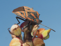 Spilostethus rivularis