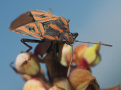 Spilostethus rivularis