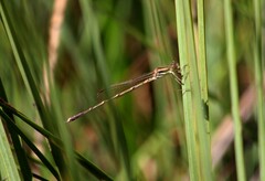 Austrolestes analis