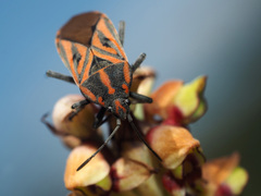 Spilostethus rivularis