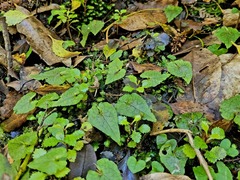 Corybas acuminatus