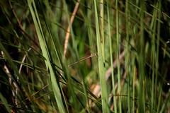 Austrolestes analis