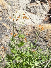 Lilium parvum
