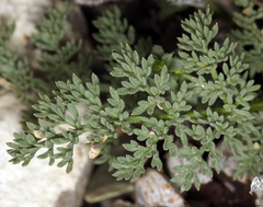 Cymopterus aboriginum