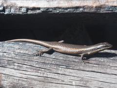 Trachylepis punctatissima