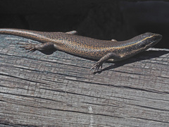 Trachylepis punctatissima
