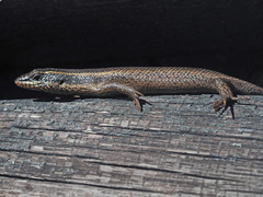 Trachylepis punctatissima