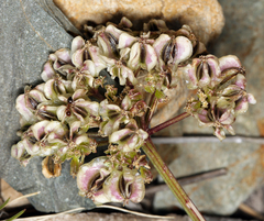 Cymopterus aboriginum