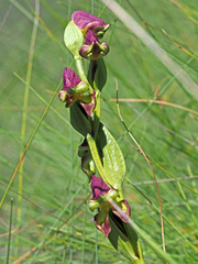 Disperis stenoplectron