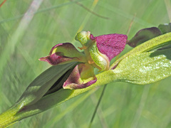 Disperis stenoplectron