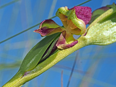 Disperis stenoplectron