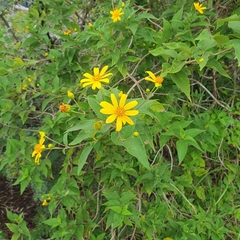 Tithonia diversifolia image