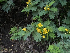 Senna surattensis
