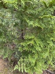 Libocedrus plumosa