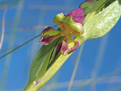 Disperis stenoplectron