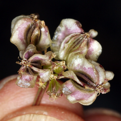 Cymopterus aboriginum