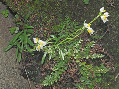 Schizochilus flexuosus