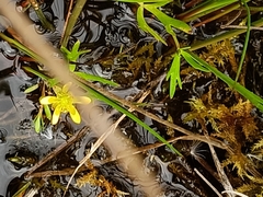 Ranunculus amphitrichus