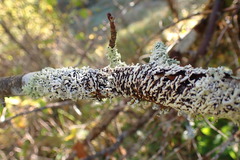 Menegazzia subsimilis