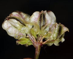 Cymopterus aboriginum