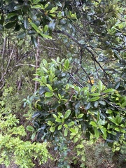 Pterophylla sylvicola