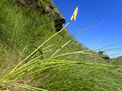 Kniphofia fibrosa