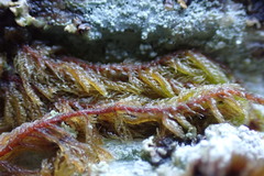 Hypnum circinale