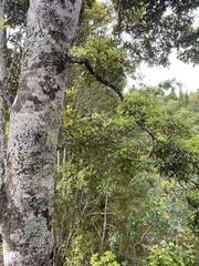 Pterophylla sylvicola