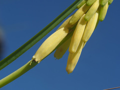 Kniphofia fibrosa