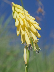 Kniphofia fibrosa