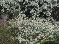 Helichrysum sutherlandii