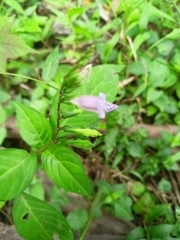 Asystasia dalzelliana