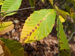 Acalitus ferrugineum