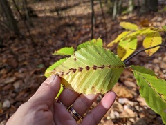 Acalitus ferrugineum